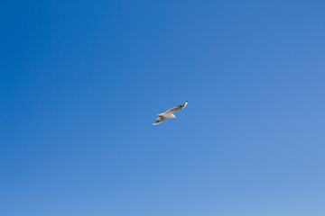 seagull soars in the sky above the sea