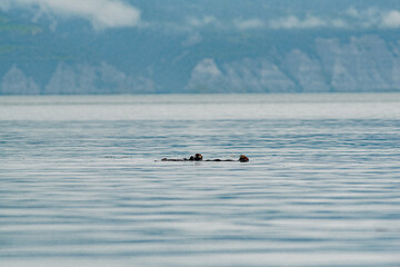 sea otters playing in the water
