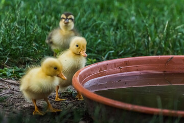 three runner ducks looking at a water bowl