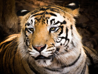 Fototapeta na wymiar A Royal Bengal Tiger resting