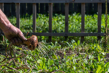 Man hand holding a freshly pulled out big onion in the garden.