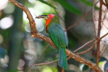 Beautiful Red bearded bee eater (Nyctyornis amictus), bird with insect prey in its mouth for feeding.