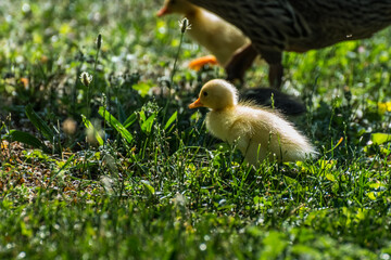 yellow running duck in the sun and gras