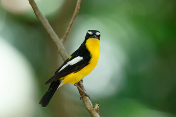 Naklejka premium Yellow-rumped flycatcher (Ficedula zanthopygia) the beautiful ye