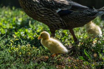 yellow baby running ducks with the mother in a garden