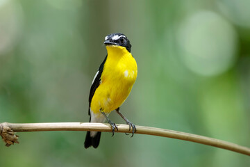 Yellow-rumped flycatcher (Ficedula zanthopygia) the beautiful ye