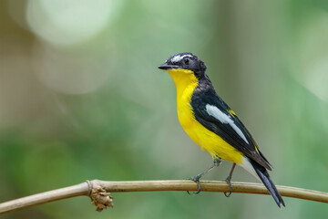 Yellow-rumped flycatcher (Ficedula zanthopygia) the beautiful ye