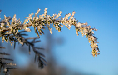 snow covered branches