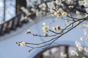 Plum blossoms in full bloom in Wuhan East Lake Plum blossom Garden in spring