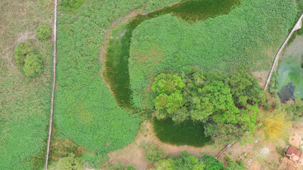 the green wetlands with a single way, serving as a leading line, of the pantanal in brazil from above