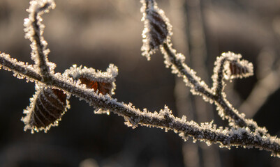 frost on a branch