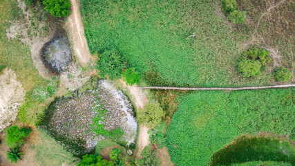 the green wetlands with a single way, serving as a leading line, of the pantanal in brazil from above