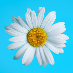 Daisy flower on blue background