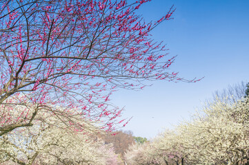 Plum blossoms in full bloom in Wuhan East Lake Plum blossom Garden in spring