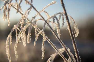 frost on the grass