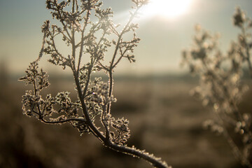 sunset in the snow