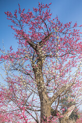 Plum blossoms in full bloom in Wuhan East Lake Plum blossom Garden in spring