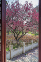 Plum blossoms in full bloom in Wuhan East Lake Plum blossom Garden in spring