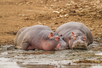 Hippos (Hippopotamus amphibious) relaxing next to water during the day, Queen Elizabeth National Park, Uganda.