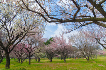 Plum blossoms in full bloom in Wuhan East Lake Plum blossom Garden in spring