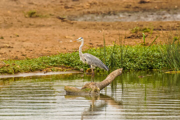 Grey Heron (Ardea cinerea) searching for food, Queen Elizabeth National Park, Uganda.