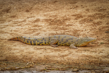 Nile Crocodile ( Crocodylus niloticus) at the Kazinga Channel, Queen Elizabeth National Park, Uganda.