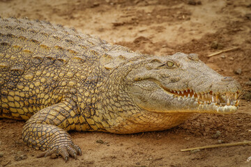 Close up Nile Crocodile ( Crocodylus niloticus) at the Kazinga Channel, Queen Elizabeth National Park, Uganda.