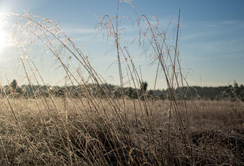 Fototapeta premium reeds at sunset