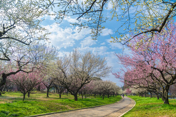 Fototapeta premium Plum blossoms in full bloom in Wuhan East Lake Plum blossom Garden in spring