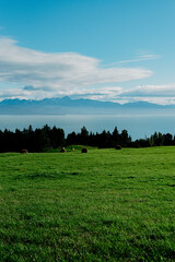 green field and blue sky