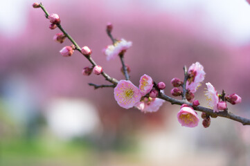 Plum blossoms in full bloom in Wuhan East Lake Plum blossom Garden in spring