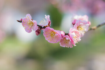 Plum blossoms in full bloom in Wuhan East Lake Plum blossom Garden in spring