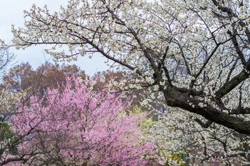 Plum blossoms in full bloom in Wuhan East Lake Plum blossom Garden in spring