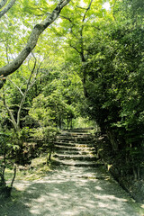 Forest Path
