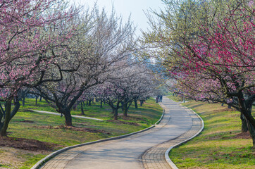 Fototapeta na wymiar Plum blossoms in full bloom in Wuhan East Lake Plum blossom Garden in spring