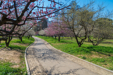 Plum blossoms in full bloom in Wuhan East Lake Plum blossom Garden in spring