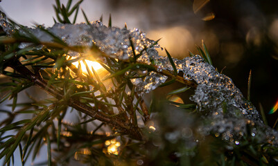 christmas tree with lights
