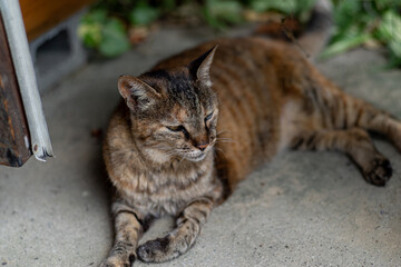 のんびり過ごす猫