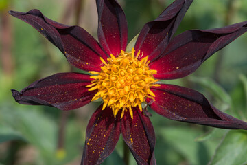 Close up of a Verrones Obsidian dahlia flower in bloom