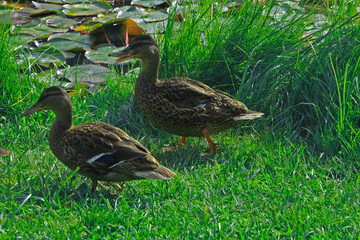 duck on the grass