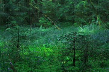 forest in the morning