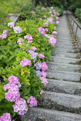 別子銅山 東平 インクライン跡に咲く紫陽花 -東洋のマチュピチュ-