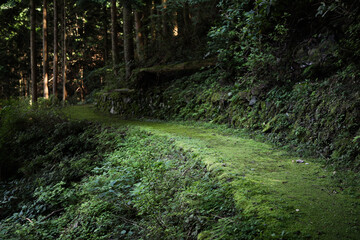 Fototapeta premium 苔生した山道 -別子銅山 東平-