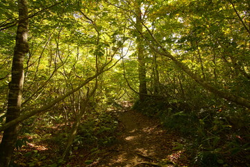 Fototapeta premium Beautiful natural landscape in countryside of Japan between summer and Autumn