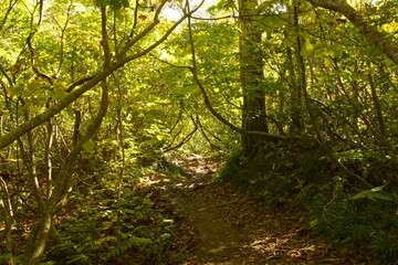 Beautiful natural landscape in countryside of Japan between summer and Autumn
