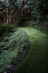 苔生した山道 -別子銅山 東平-