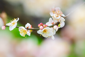 Plum blossoms in full bloom in Wuhan East Lake Plum blossom Garden in spring