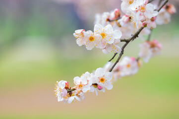 Plum blossoms in full bloom in Wuhan East Lake Plum blossom Garden in spring