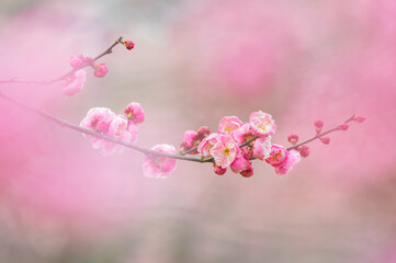 Plum blossoms in full bloom in Wuhan East Lake Plum blossom Garden in spring