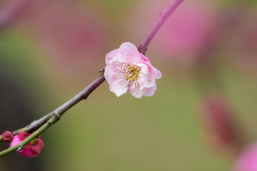 Plum blossoms in full bloom in Wuhan East Lake Plum blossom Garden in spring